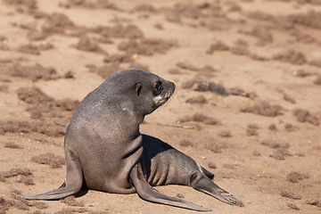 Image showing baby brown seal in Cape Cross, Namibia