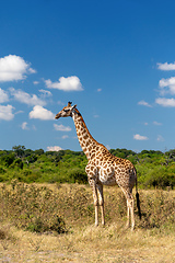 Image showing South African giraffe Chobe, Botswana safari