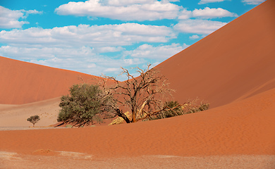 Image showing Dune 45 in Sossusvlei, Namibia desert