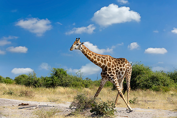 Image showing South African giraffe Chobe, Botswana safari