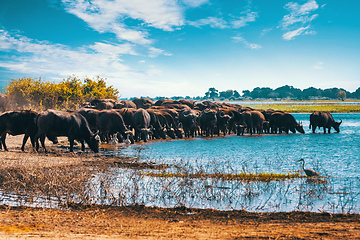 Image showing Cape Buffalo at Chobe river, Botswana safari wildlife