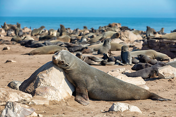 Image showing brown seal in Cape Cross, Namibia