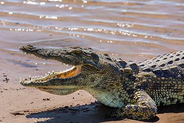 Image showing Nile Crocodile in Chobe river, Botswana