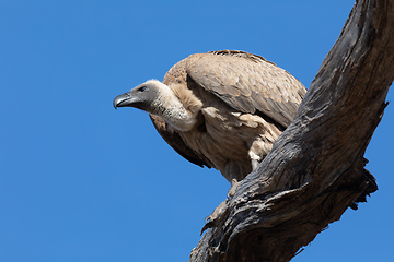 Image showing White backed vulture on tree, Botswana