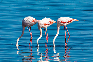 Image showing Rosy Flamingo colony in Walvis Bay Namibia