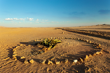 Image showing Welwitschia mirabilis desert plant, Namibia