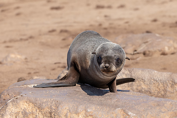 Image showing baby brown seal in Cape Cross, Namibia