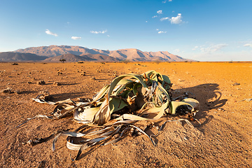 Image showing Welwitschia mirabilis desert plant, Namibia