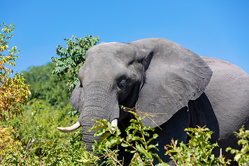 Image showing African Elephant in Chobe, Botswana safari wildlife