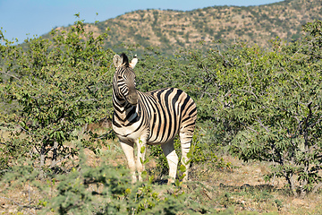 Image showing zebra in Etosha Namibia wildlife safari