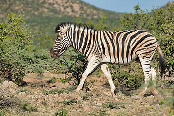 Image showing zebra in Etosha Namibia wildlife safari