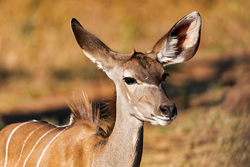 Image showing antelope female Kudu, Chobe, Botswana