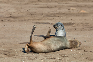 Image showing baby brown seal in Cape Cross, Namibia