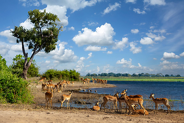 Image showing drinking herd of impala in Chobe, Botswana