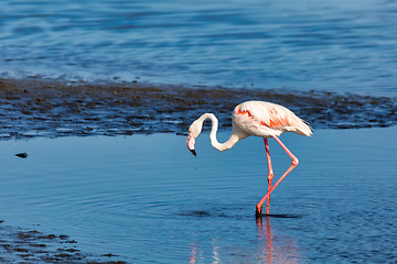 Image showing Rosy Flamingo colony in Walvis Bay Namibia