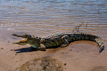 Image showing Nile Crocodile in Chobe river, Botswana