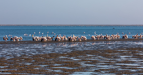 Image showing Pink-backed pelican colony in Walvis bay, Namibia