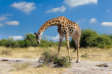 Image showing South African giraffe Chobe, Botswana safari