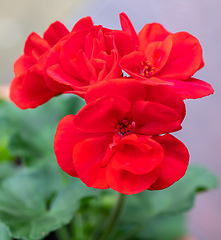 Image showing Pelargonium with red flowers