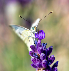 Image showing White butterfly on violet lavender