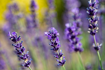 Image showing summer lavender flowering in garden