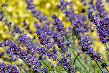 Image showing summer lavender flowering in garden