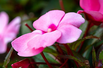 Image showing pink New Guinea impatiens flowers in pots