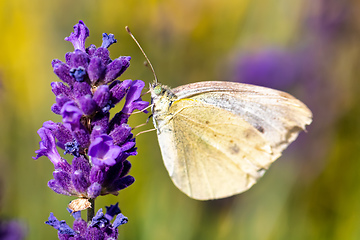 Image showing White butterfly on violet lavender