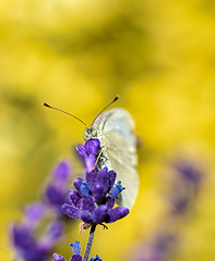 Image showing White butterfly on violet lavender