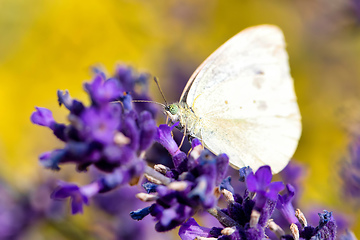 Image showing White butterfly on violet lavender