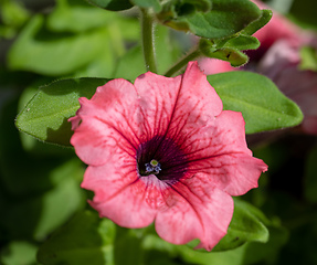 Image showing Petunia Surfinia Pink Vein