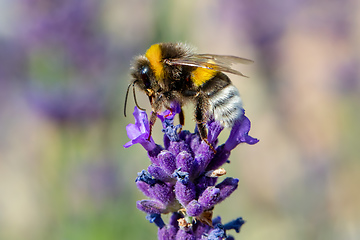 Image showing bee on violet lavender