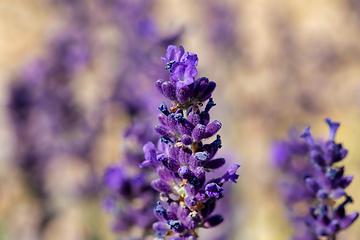 Image showing summer lavender flowering in garden