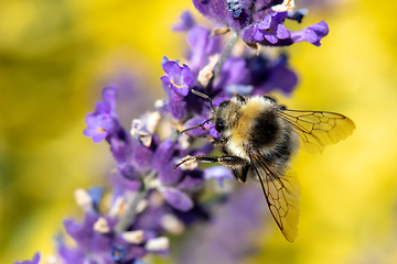 Image showing bee on violet lavender