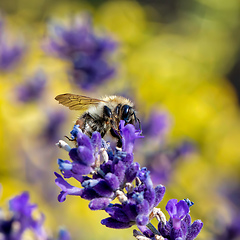 Image showing bee on violet lavender