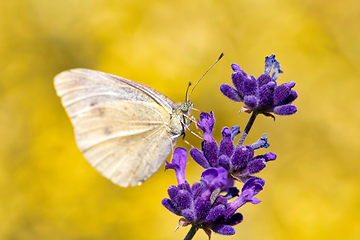 Image showing White butterfly on violet lavender