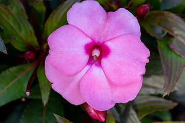 Image showing pink New Guinea impatiens flowers in pots