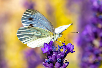 Image showing White butterfly on violet lavender