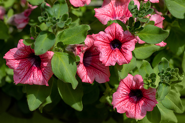 Image showing Petunia Surfinia Pink Vein