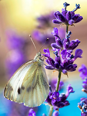 Image showing White butterfly on violet lavender