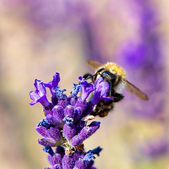 Image showing bee on violet lavender