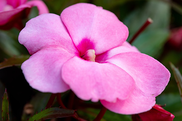 Image showing pink New Guinea impatiens flowers in pots