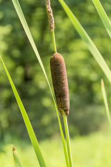 Image showing cattail plant