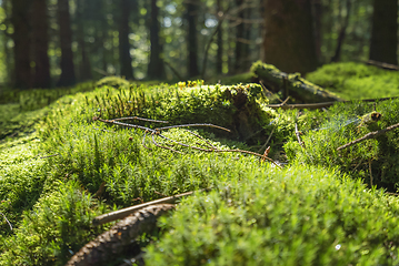 Image showing sunny forest scenery