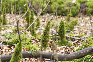 Image showing forest ground with mossy stipes