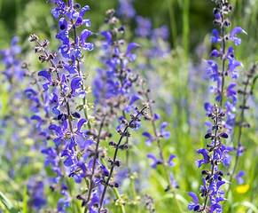 Image showing meadow clary flowers