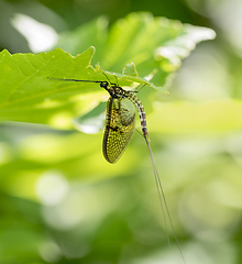 Image showing Mayfly in sunny ambiance