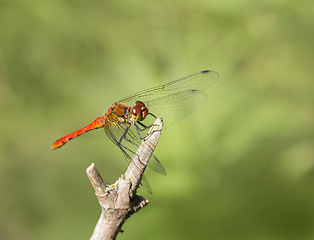 Image showing resting dragonfly
