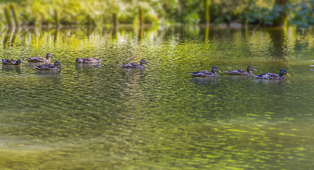 Image showing Wild ducks swimming in a pond