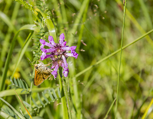 Image showing flower and butterfly